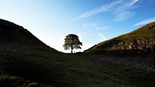 Visitors stood next to the Sycamore Gap tree, which stood in a dip at Hadrian's Wall and Housesteads Fort in Northumberland, with blue skies above